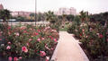 A Rose Garden in Valencia