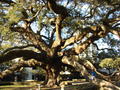 200 year old tree in FL  08'
